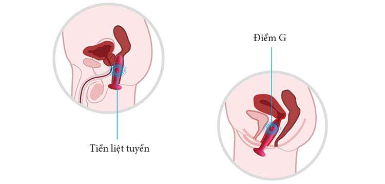Hướng dẫn sử dụng chi tiết máy mát xa hậu môn Svakom PRIMO DC90T cao cấp cho người mới bắt đầu