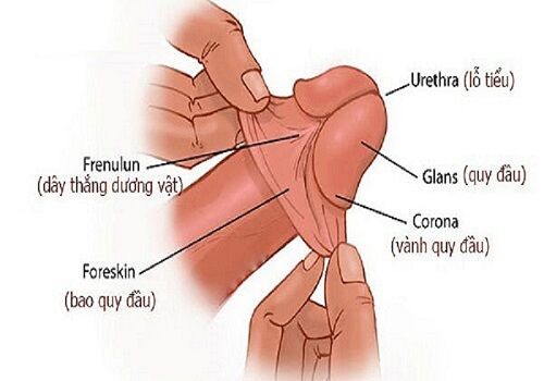 Đặc điểm cấu tạo dương vật như da quy đầu, quy đầu và dây thắng có thể thay đổi sau khi nam giới quan hệ tình dục